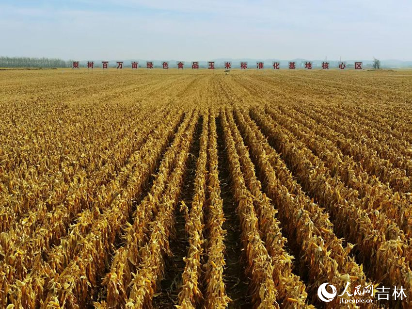 吉林黑土地上糧滿倉（資料圖片）。人民網(wǎng)記者 王海躍攝