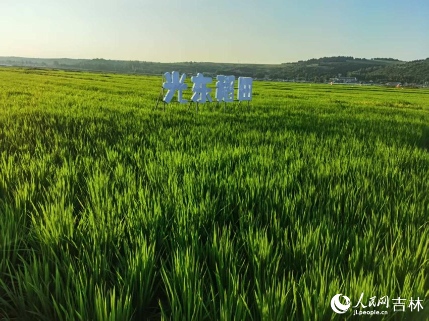 光東村稻田風(fēng)景美如畫（資料圖片）。人民網(wǎng)記者 王海躍攝