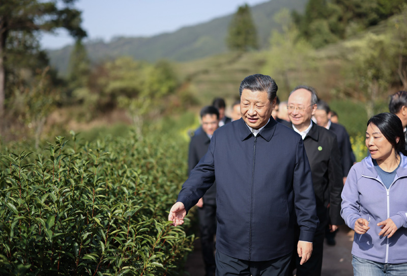 2021年3月22日下午，習(xí)近平在福建省南平市武夷山市星村鎮(zhèn)燕子窠生態(tài)茶園，察看春茶長勢，了解當(dāng)?shù)夭璁a(chǎn)業(yè)發(fā)展情況。