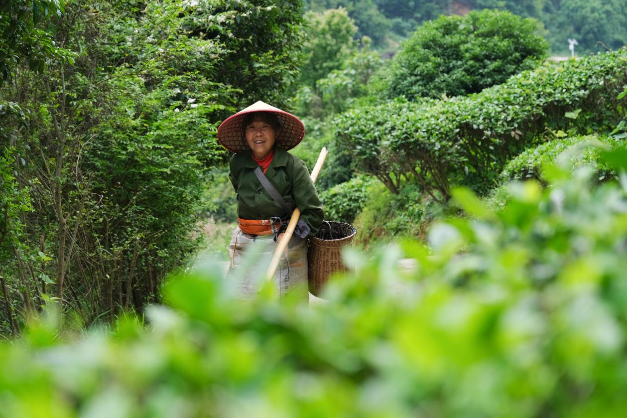 2024年4月24日，湖南省衡陽市耒陽市龍?zhí)伶?zhèn)江頭貢茶葉種植專業(yè)合作社，村民在茶山采摘茶葉，實(shí)現(xiàn)了家門口就業(yè)。