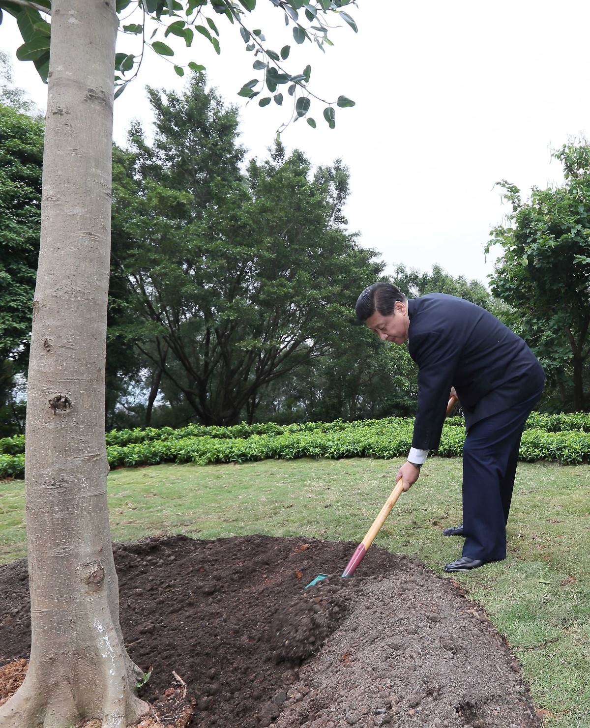 2012年12月8日，習(xí)近平在深圳蓮花山公園種下一棵高山榕樹。