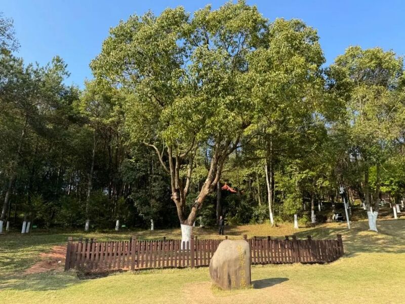 習(xí)近平同志為福建省長汀縣水土保持科教園捐種的香樟樹。圖源：學(xué)習(xí)時報