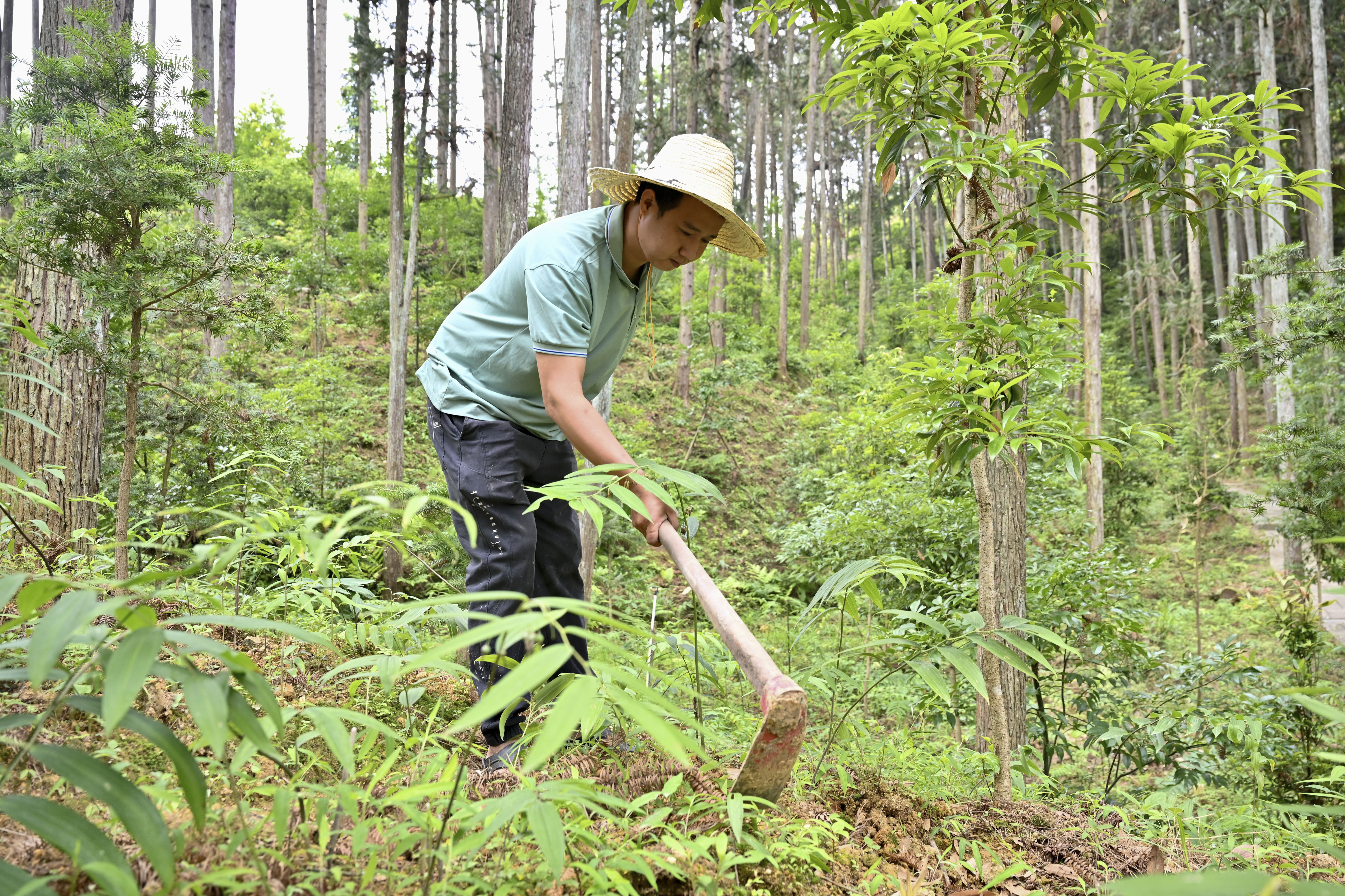 2024年5月9日，福建省三明市馬巖林下經濟種植示范基地工人在管理林下種植的多花黃精。