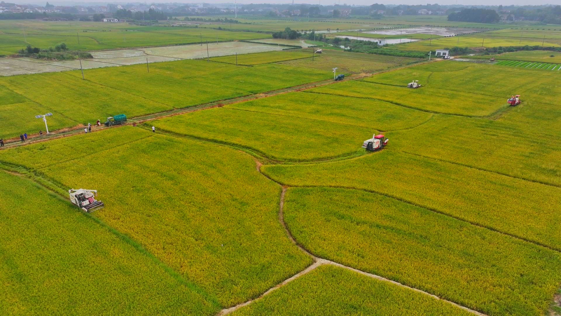 數(shù)臺(tái)收割機(jī)同時(shí)作業(yè)。常德市鼎城區(qū)融媒體中心供圖