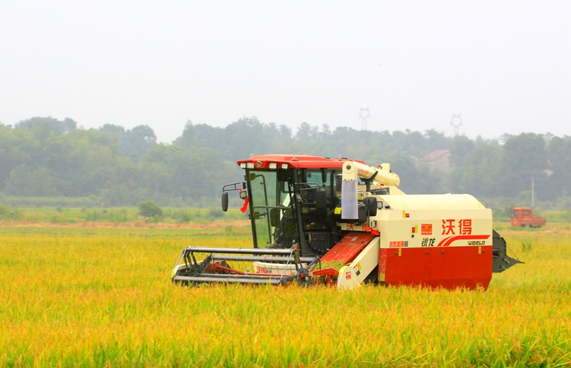 早稻收割忙，農(nóng)機(jī)來(lái)助力。常德市鼎城區(qū)融媒體中心供圖