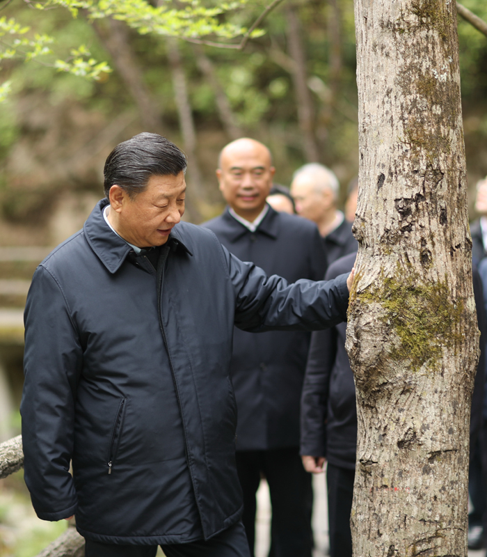 　2020年4月，習近平總書記來到位于商洛市柞水縣的秦嶺牛背梁國家級自然保護區(qū)，考察秦嶺生態(tài)保護情況。新華社記者 鞠鵬 攝