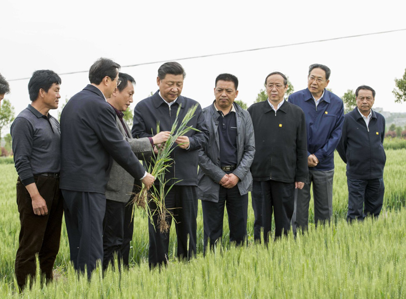 2016年4月25日下午，習(xí)近平在安徽滁州市鳳陽縣小崗村察看小麥長勢。左一為種糧大戶程夕兵。新華社記者 李學(xué)仁 攝