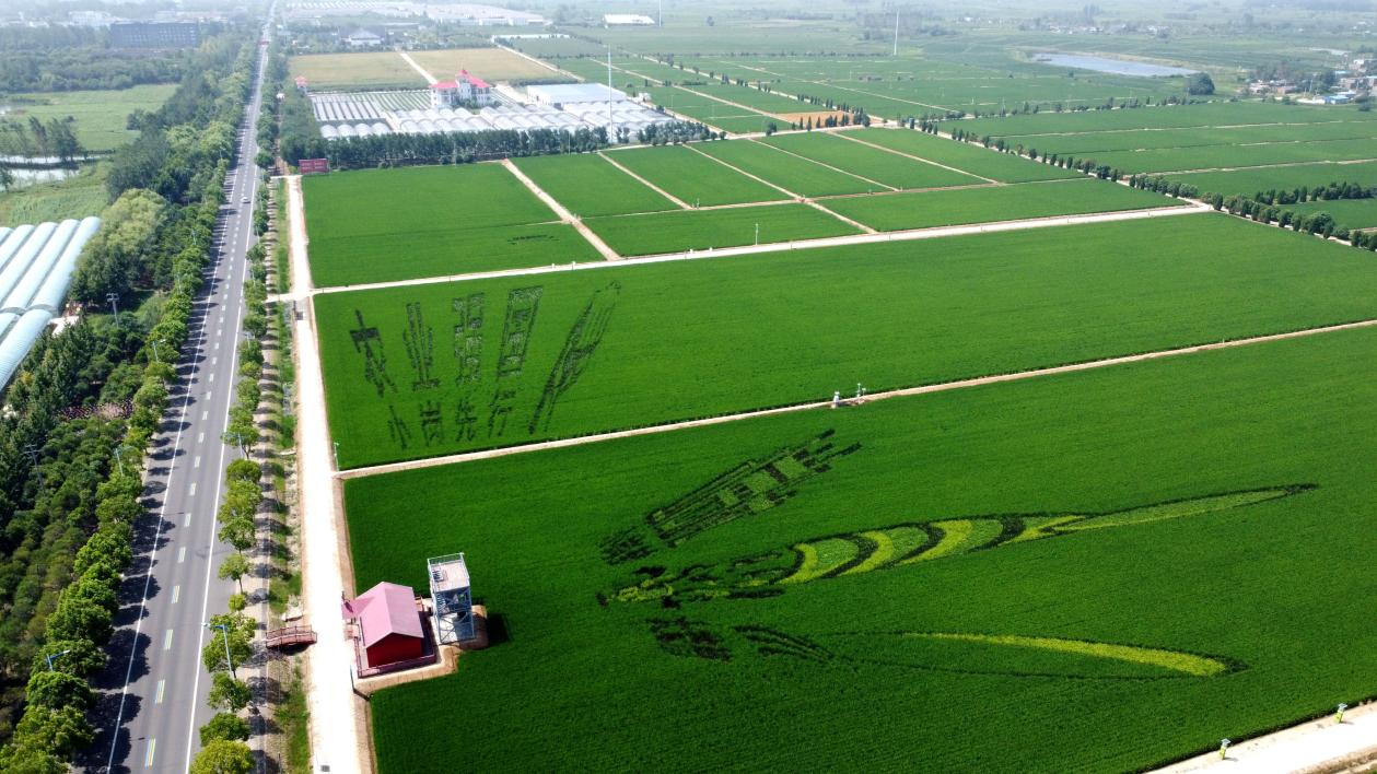 俯瞰小崗村高標(biāo)準(zhǔn)農(nóng)田。鳳陽縣委宣傳部供圖