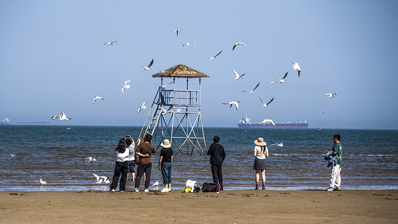 2024年5月12日，河北秦皇島，北戴河鴿子窩公園成群海鷗在天空中自由翱翔，與大海、藍(lán)天構(gòu)成了一幅美麗的畫卷。