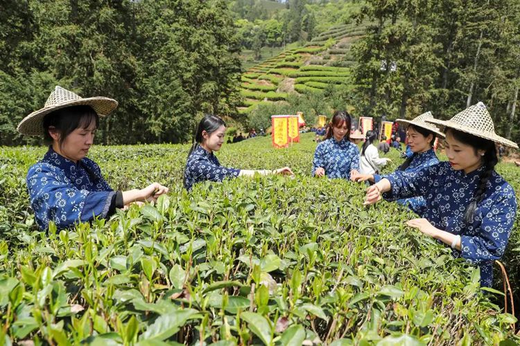 2025年4月13日，福建武夷山市星村鎮(zhèn)朝陽村茶農(nóng)在生態(tài)茶園展示采茶。新華社發(fā)（邱汝泉 攝）