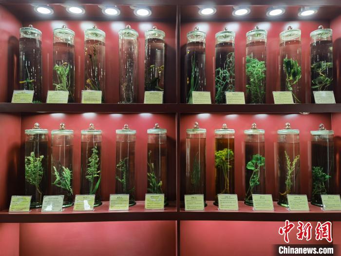 圖為藏藥藥材標(biāo)本?！埡ｖ?攝.jpg