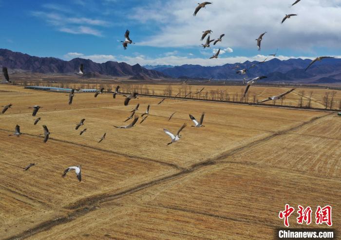 圖為黑頸鶴在拉薩市林周縣境內(nèi)飛翔?！∝暩聛硭?攝