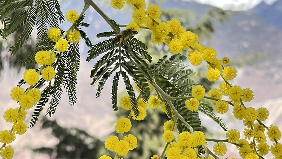 蜜蜂在金合歡花枝上休憩。
