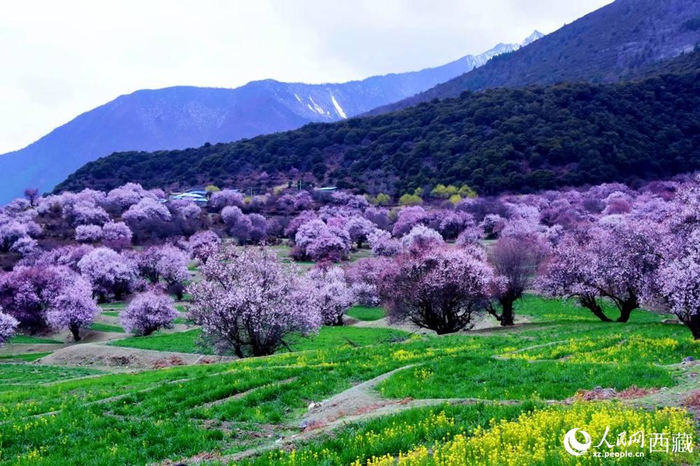 一樹樹野桃花開得正艷。人民網(wǎng) 李海霞攝