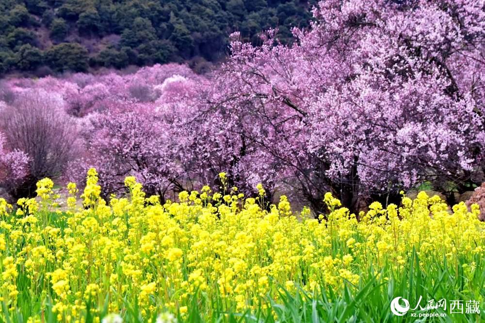 桃花與油菜花交相輝映。人民網(wǎng) 李海霞攝