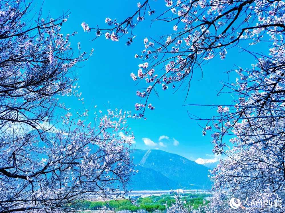 桃花在藍(lán)天白云的映襯下分外好看。人民網(wǎng) 李海霞攝