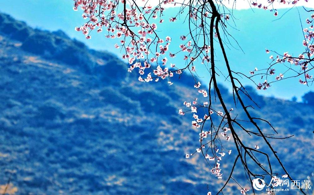清麗的桃花。人民網(wǎng) 李海霞攝