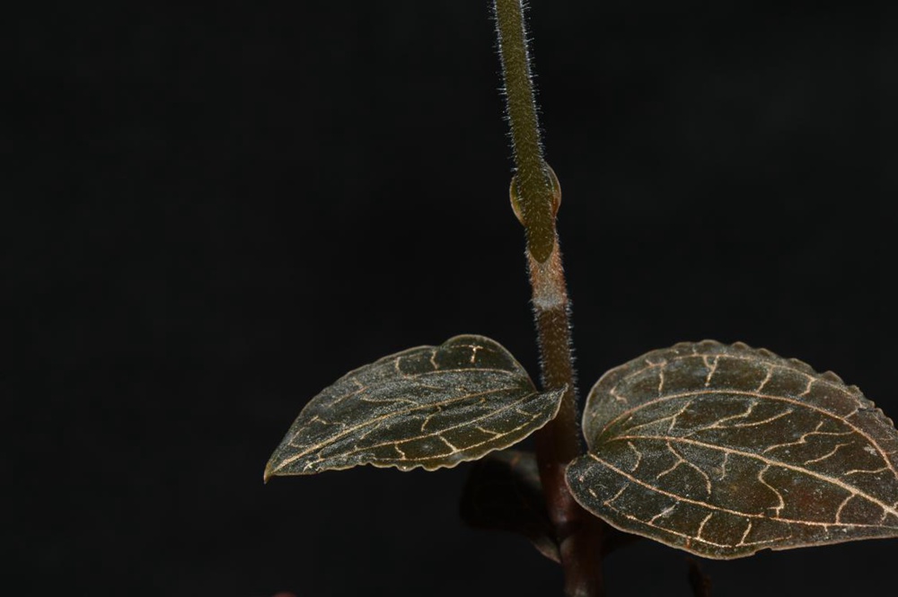 墨脫金線蘭。金效華攝