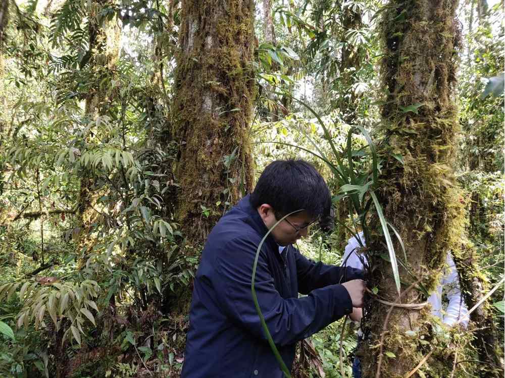 蘭花歸野。圖片由山水自然保護(hù)中心提供