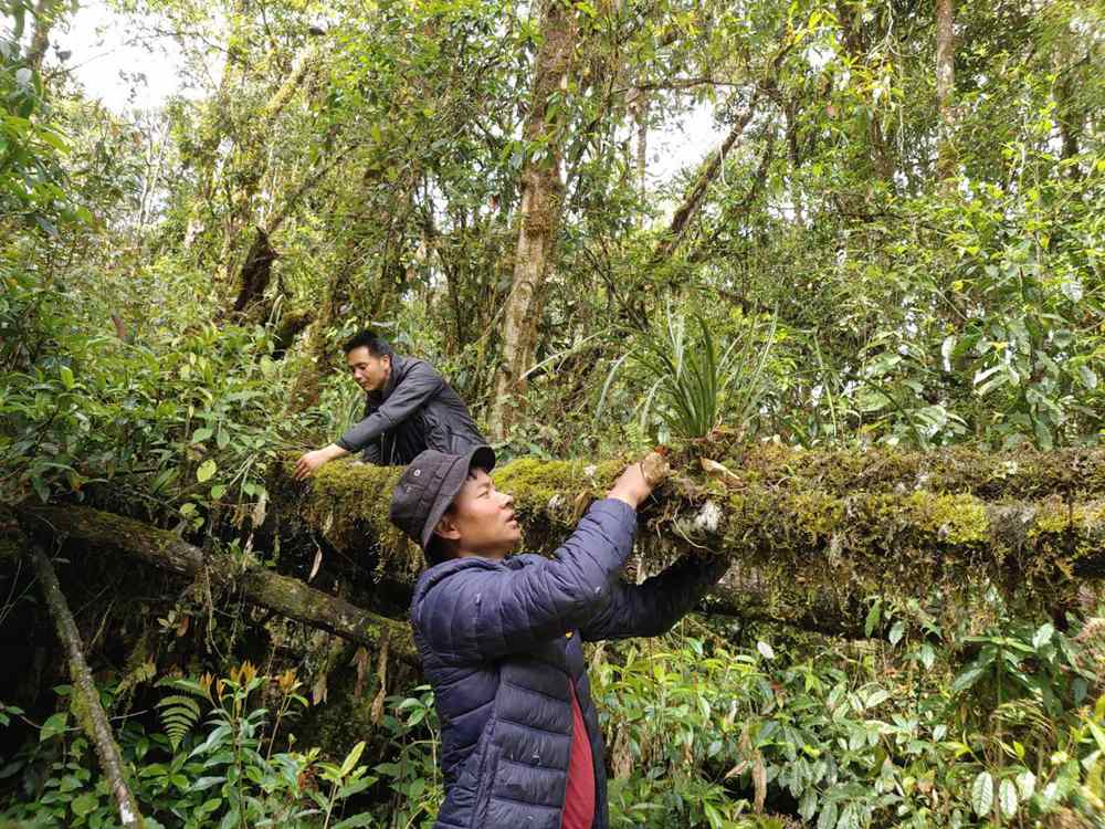 蘭花歸野。圖片由山水自然保護(hù)中心提供