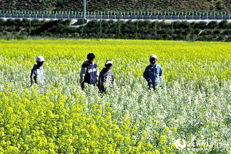 小孩在油菜花田嬉戲。人民網(wǎng) 李海霞攝