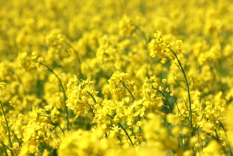 油菜花盛開(kāi)。洛克攝