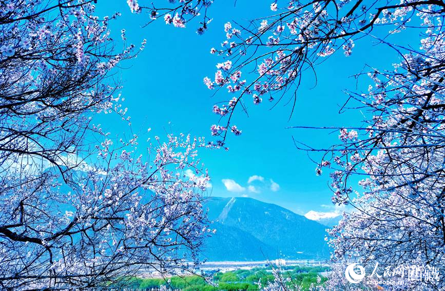 藍(lán)天與桃花相映成趣。 人民網(wǎng) 李海霞攝
