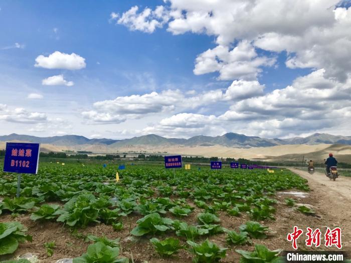 甘肅天?！笆卟私K結地”科技育菜暢外銷：農(nóng)戶駕車下地