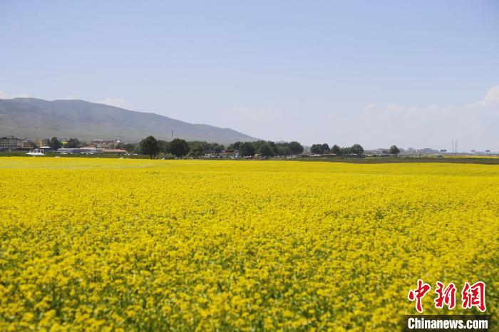 圖為青海湖畔油菜花海?！●R銘言 攝