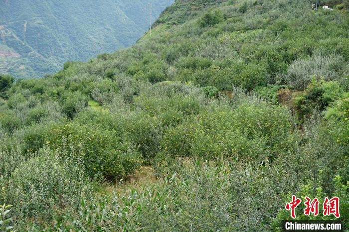 黃草坪村蘋果基地?！∽g 攝