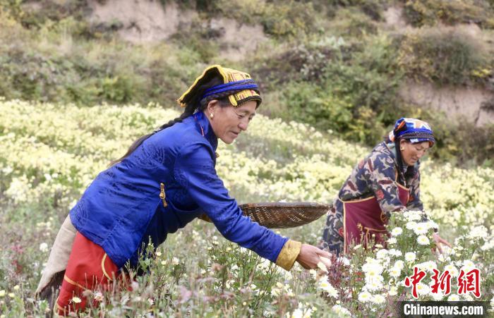 黑水村民在采摘杭白菊。桐鄉(xiāng)市宣傳部提供