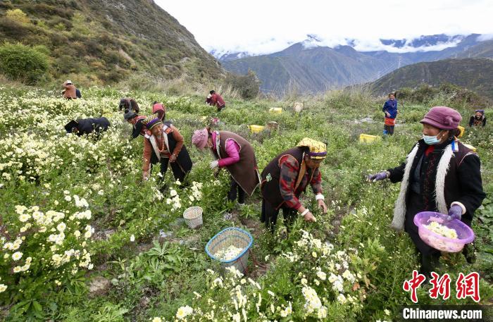 “落戶(hù)”黑水的杭白菊。桐鄉(xiāng)市宣傳部提供