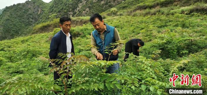 圖為張金利調(diào)研適合阿拉村種植的農(nóng)作物，經(jīng)過不斷改良技術(shù)后，產(chǎn)量大大提高。(資料圖)甘肅省水利廳供圖