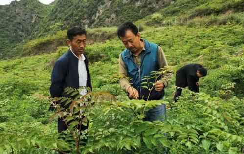 圖為張金利調(diào)研適合阿拉村種植的農(nóng)作物，經(jīng)過不斷改良技術后，產(chǎn)量大大提高。(資料圖)甘肅省水利廳供圖