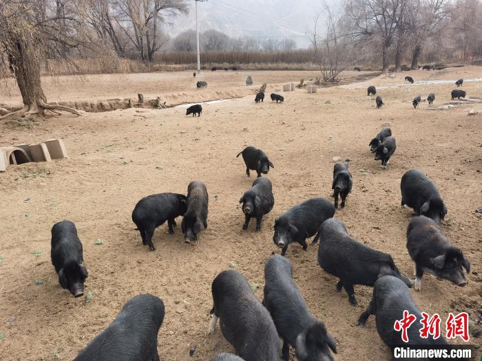 圖為藏香豬?！∑钤鲚?攝