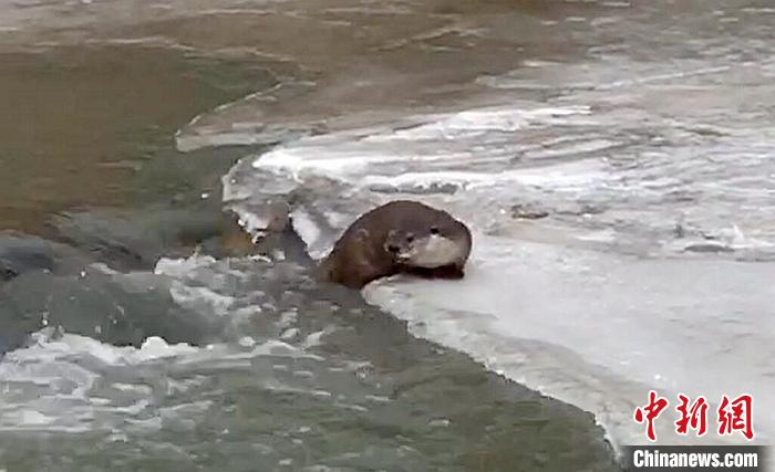 冰面上的國家二級保護動物小爪水獺。視頻截圖