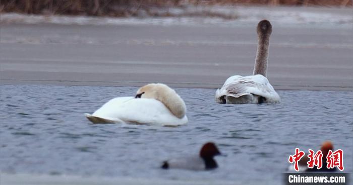 圖為疣鼻天鵝水面休憩。　青海國家公園觀鳥協(xié)會供圖 攝