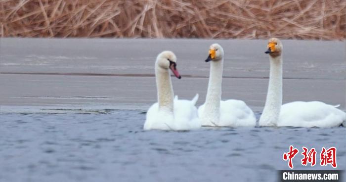 圖為疣鼻天鵝與大天鵝?！∏嗪夜珗@觀鳥協(xié)會供圖 攝