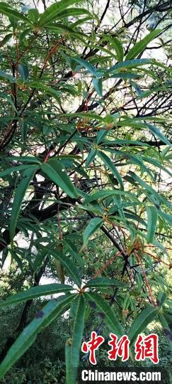 被稱為植物界“大熊貓”的五小葉槭植物?！】刀ㄊ形麄鞑抗﹫D