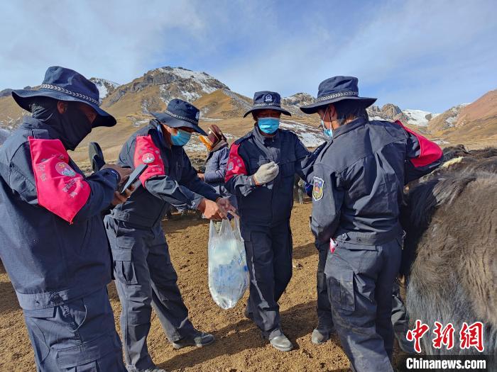 圖為義警隊員協(xié)助工作人員為牦牛接種疫苗?！∏嗪９逯莠斍呖h公安局下大武派出所供圖