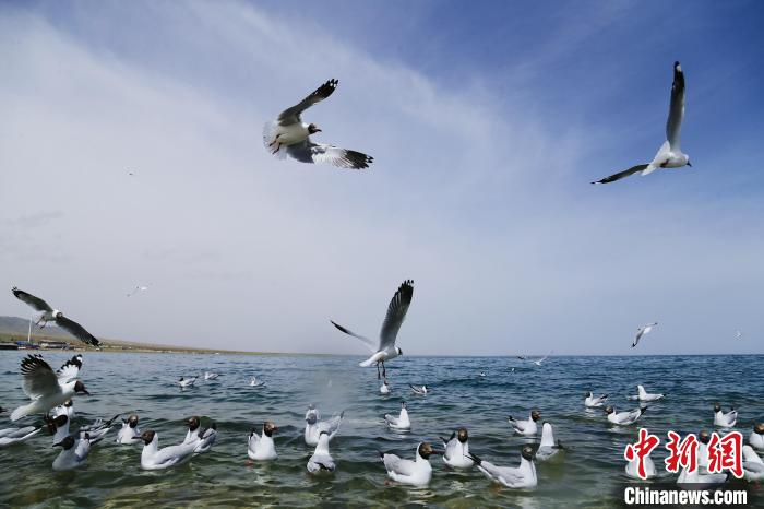 圖為水鳥在青海湖飛翔?！●R銘言 攝