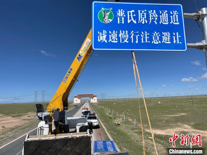 圖為青海省海北州剛察縣設(shè)立的普氏原羚通道警示牌?！∏嗪Ｊ『１敝萑嗣駲z察院供圖