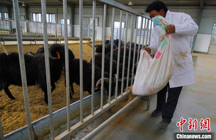 圖為飼養(yǎng)員給黑藏羊喂食?！●R銘言 攝