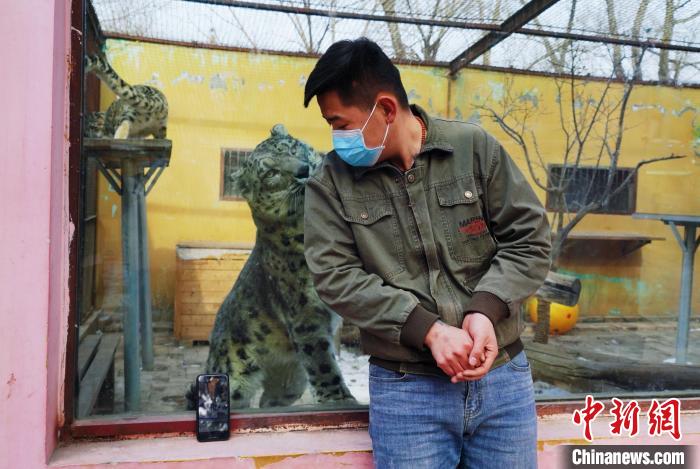 圖為雪豹“奶爸”史壽軍直播休息時與雪豹互動?！●R銘言 攝