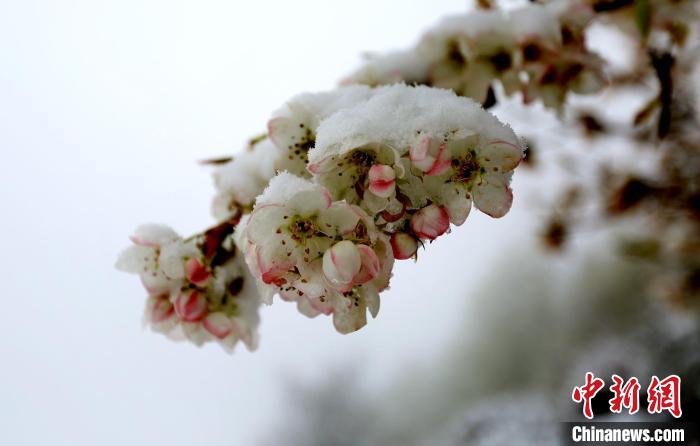 花兒被冰雪覆蓋?！±钣腊?　攝