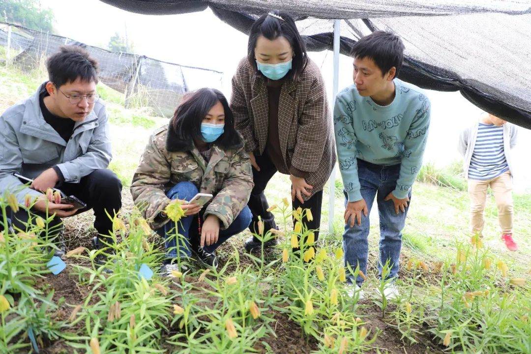 彭州對(duì)口支援工作組隊(duì)項(xiàng)目組查看瓦布貝母種植情況。彭州市宣傳部供圖