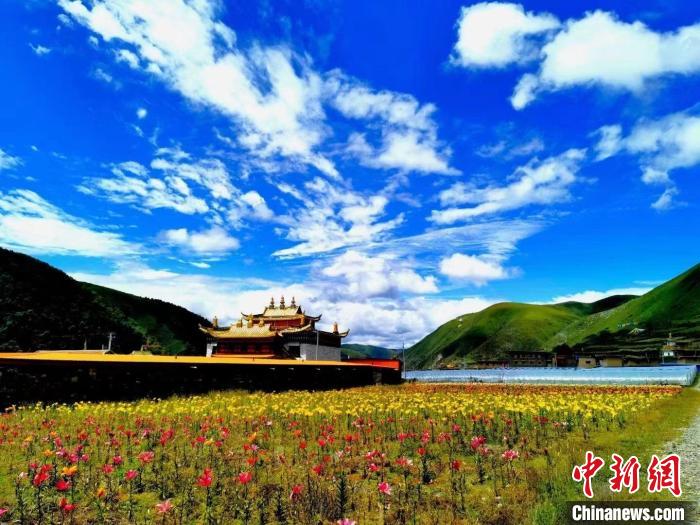 近百畝百合花競相開放，景色誘人?！∪捞量h委宣傳部供圖