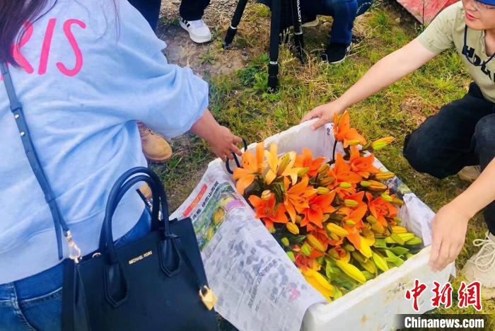 村民采摘百合花。　壤塘縣委宣傳部供圖