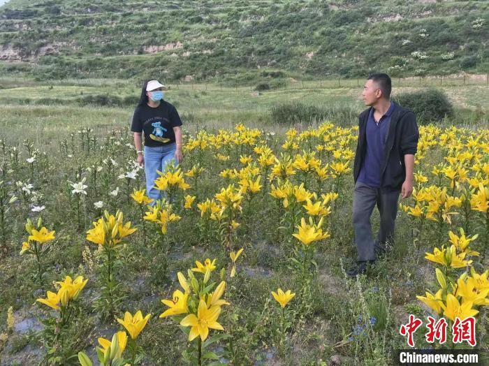 村民采摘百合花?！∪捞量h委宣傳部供圖