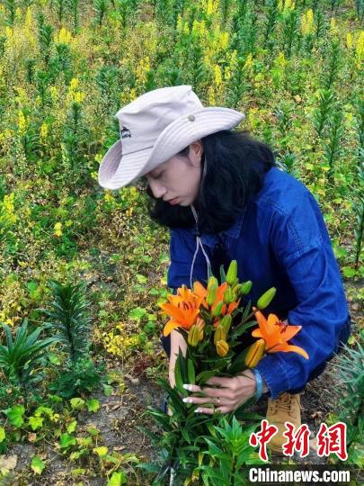村民采摘百合花。　壤塘縣委宣傳部供圖